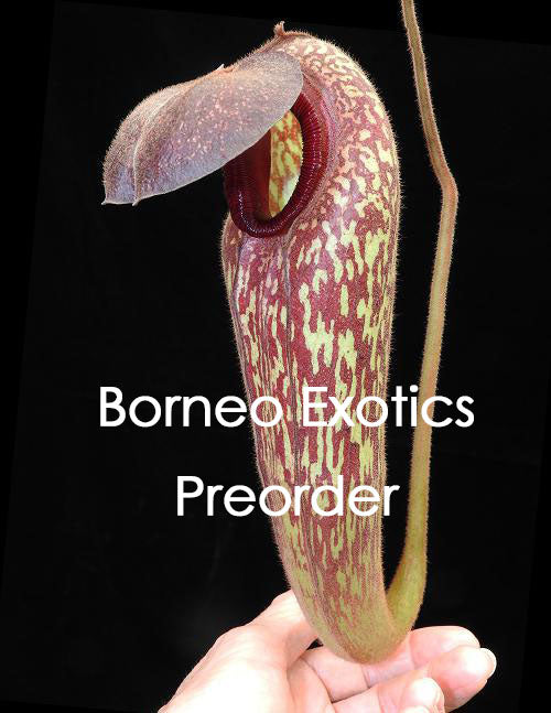Nepenthes klossii BE-4014  Individually Selected Clones