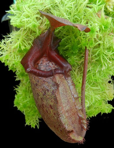Nepenthes rajah x robcantleyi BE-4019