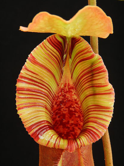 Nepenthes  x "Trusmadiensis" x robcantleyi  BE-4022