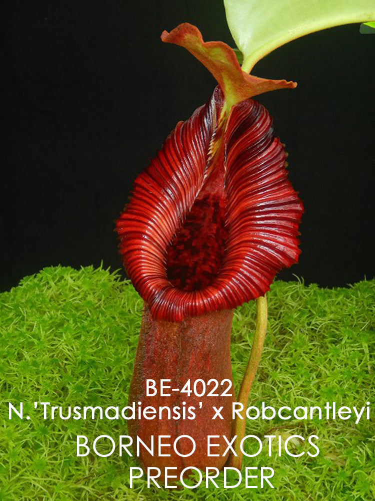 Nepenthes  x "Trusmadiensis" x robcantleyi  BE-4022