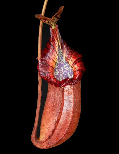 Nepenthes robcantleyi x (burbidgeae x edwardsiana)  BE-4023