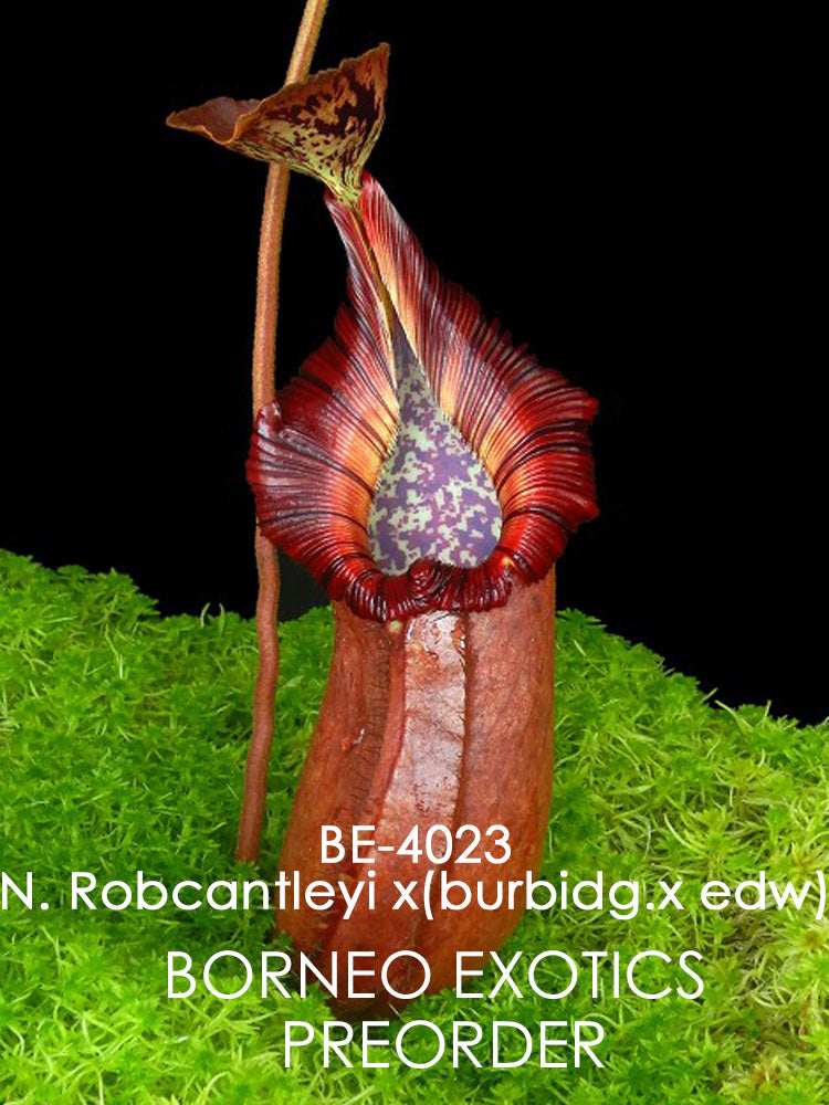 Nepenthes robcantleyi x (burbidgeae x edwardsiana) BE-4023