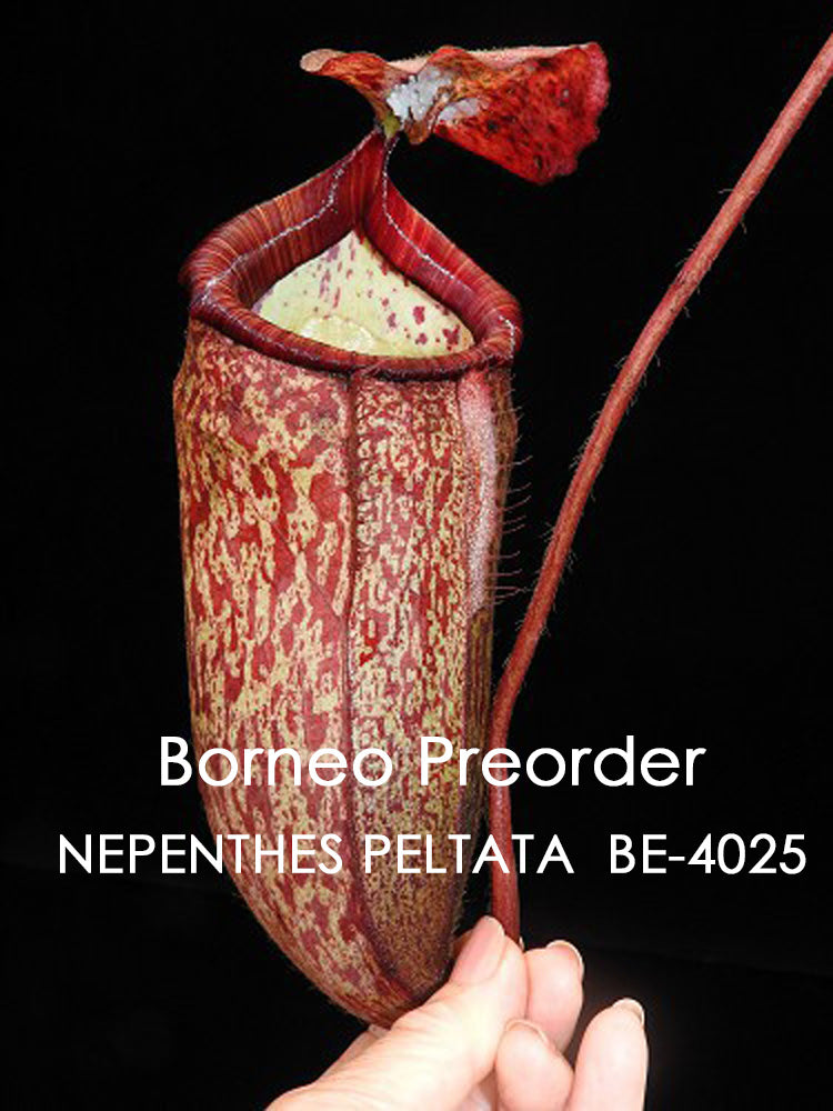 Nepenthes peltata BE-4025