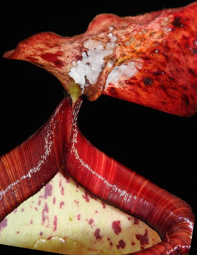 Nepenthes peltata BE-4025