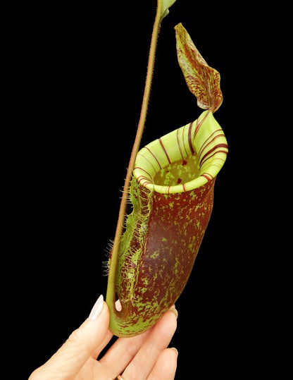 Nepenthes ampullaria x (veitchii x lowii) BE-4027