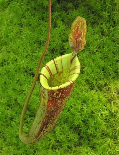 Nepenthes ampullaria x (veitchii x lowii) BE-4027
