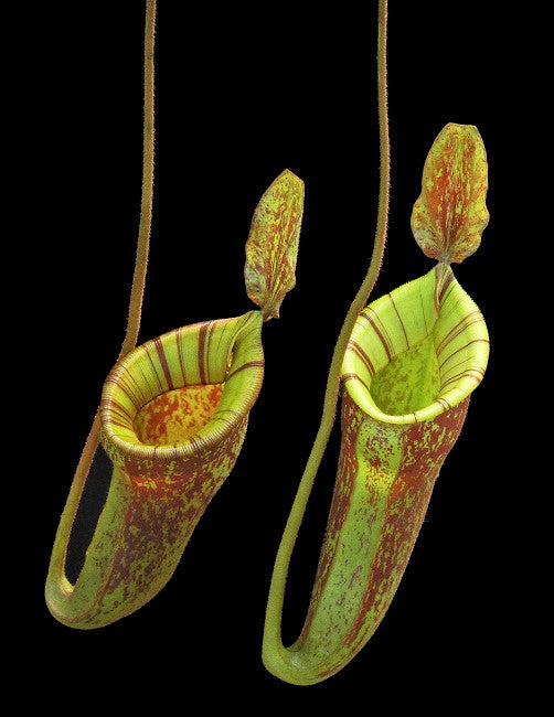 Nepenthes ampullaria x (veitchii x lowii)   BE-4027
