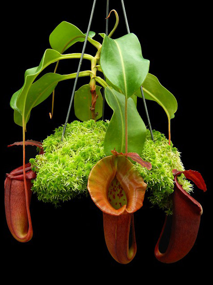 Nepenthes robcantleyi x jacqueline  BE-4028