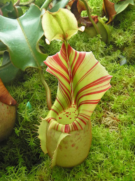 ASTA 8 : BE-4033 Nepenthes veitchii "Bario" Highland  Grex 2 LARGE SIZE