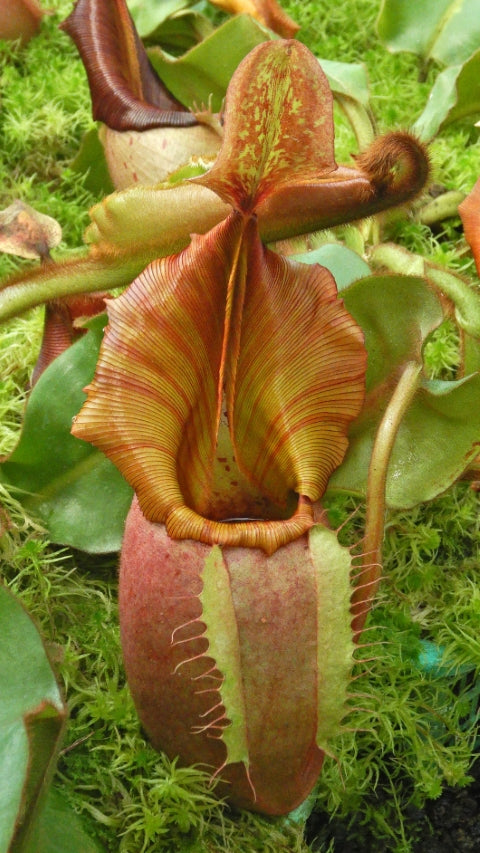 Nepenthes veitchii "Bario" Highland Grex2 BE-4033