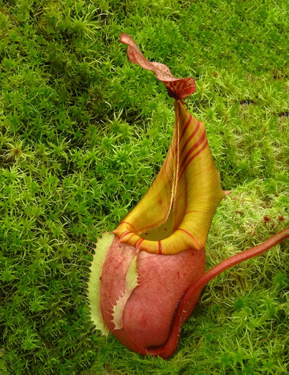 Nepenthes veitchii "Bario" Highland  Grex2  BE-4033