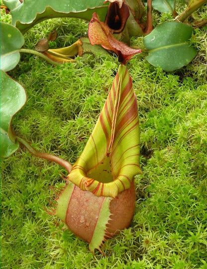Nepenthes veitchii "Bario" Highland  Grex2  BE-4033