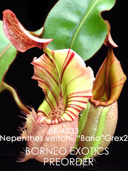 Nepenthes veitchii "Bario" Highland Grex2 BE-4033