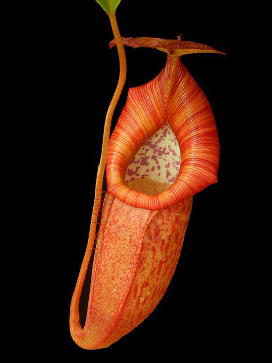 Nepenthes petiolata x flava  BE-4035