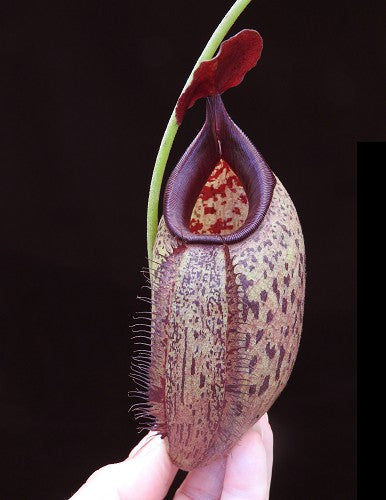 Nepenthes robcantleyi x aristolochioides   BE-4036