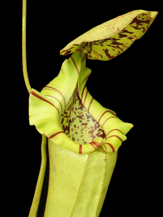 Nepenthes burbidgeae x robcantleyi BE-4038  Selected Clone
