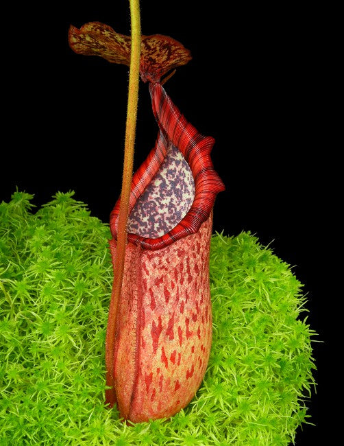 Nepenthes burbidgeae x petiolata  BE-4042