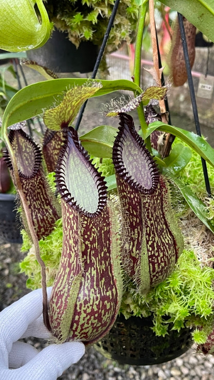 Nepenthes hamata "Lumut"x"Tambusisi" BE-4044