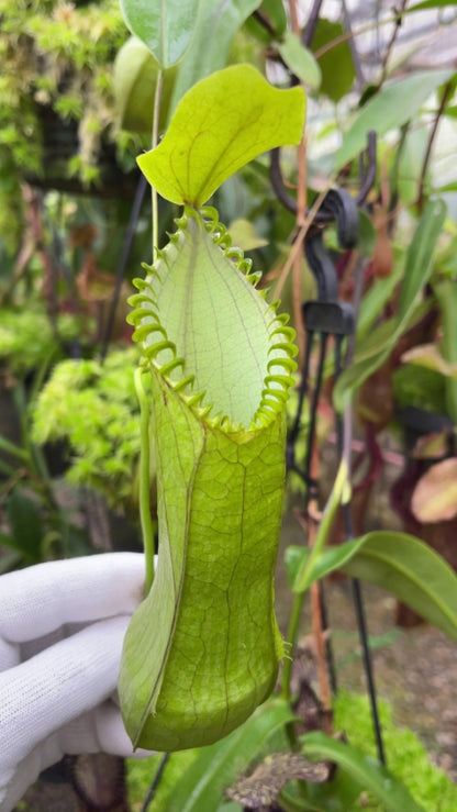 Nepenthes hamata "Lumut"x"Tambusisi" BE-4044