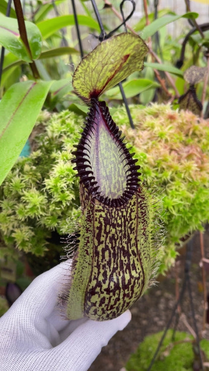 Nepenthes hamata "Lumut"x"Tambusisi" BE-4044