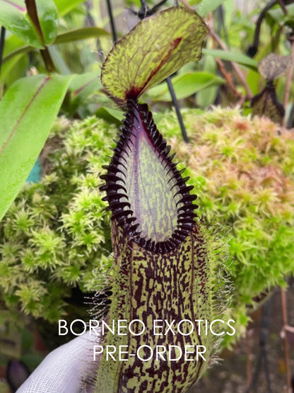 Nepenthes hamata "Lumut"x"Tambusisi" BE-4044