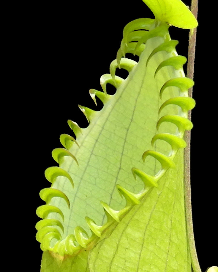 Nepenthes hamata  "Lumut" x "Tambusisi"  BE-4044