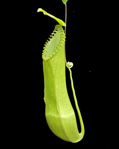 Nepenthes hamata  "Lumut" x "Tambusisi"  BE-4044