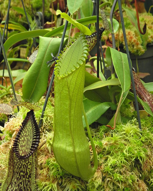 Nepenthes hamata "Lumut"x"Tambusisi"  BE-4044