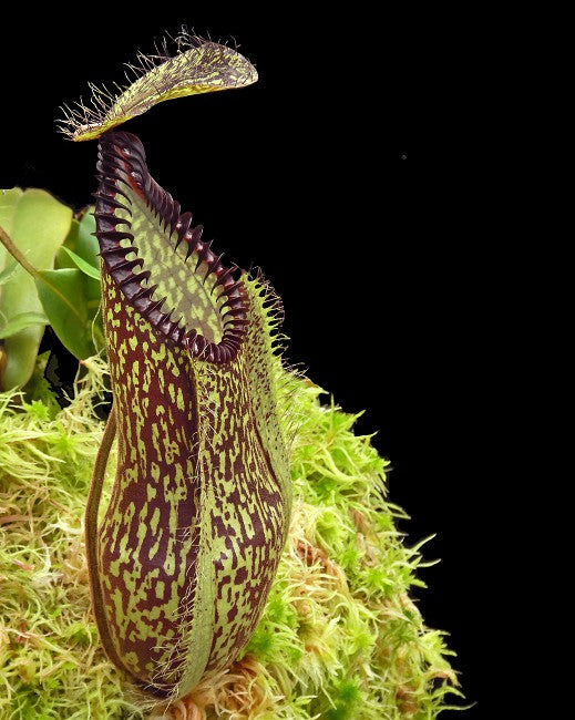 Nepenthes hamata "Lumut"x"Tambusisi" BE-4044