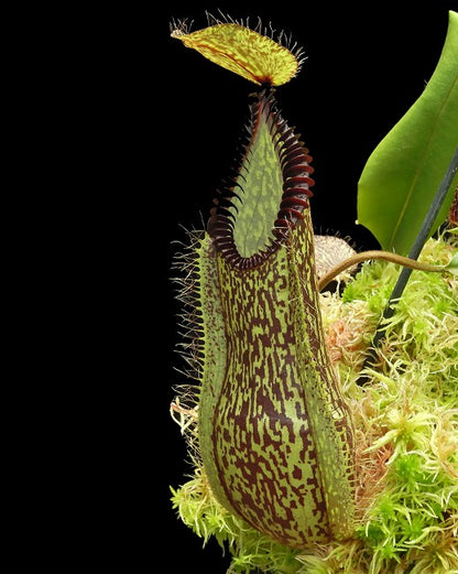 Nepenthes hamata "Lumut"x"Tambusisi" BE-4044