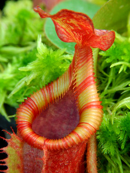 Nepenthes villosa x veitchii BE-4045 Assorted Clones