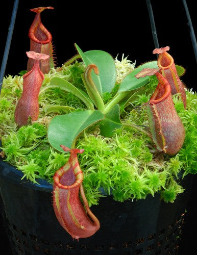 Nepenthes villosa x veitchii BE-4045 Assorted Clones