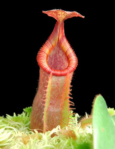 Nepenthes villosa x veitchii BE-4045 Assorted Clones