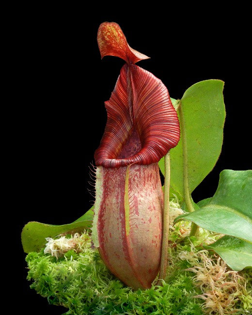 Nepenthes petiolata x veitchii BE-4047 Sortierter Klon