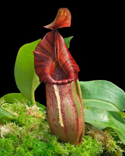 Nepenthes petiolata x veitchii BE-4047 Sortierter Klon