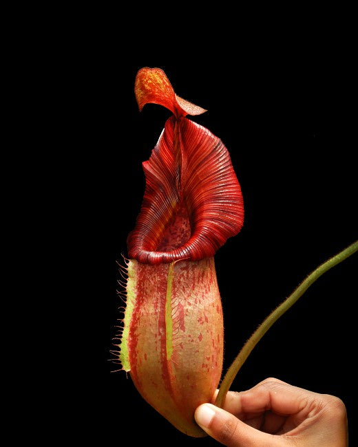 Nepenthes petiolata x veitchii BE-4047 Sortierter Klon
