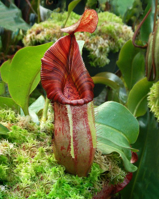 Nepenthes petiolata x veitchii BE-4047 Sortierter Klon