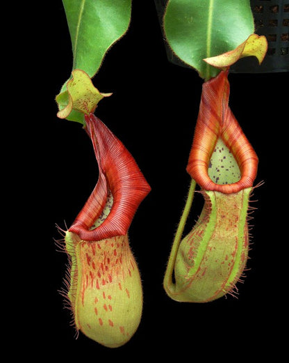 Nepenthes petiolata x veitchii BE-4047 Sortierter Klon