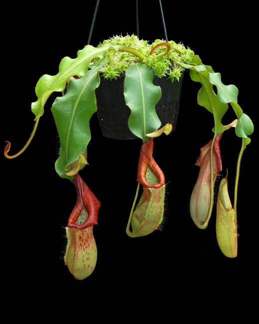 Nepenthes petiolata x veitchii BE-4047 Sortierter Klon