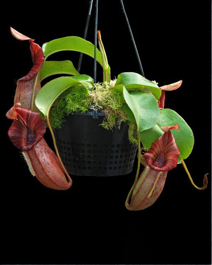 Nepenthes petiolata x veitchii BE-4047 Sortierter Klon