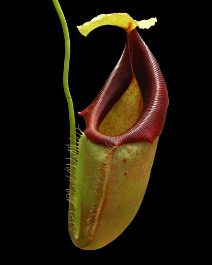 Nepenthes spathulata x flava  BE-4048
