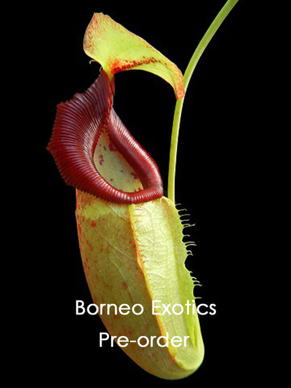 Nepenthes spathulata x flava  BE-4048