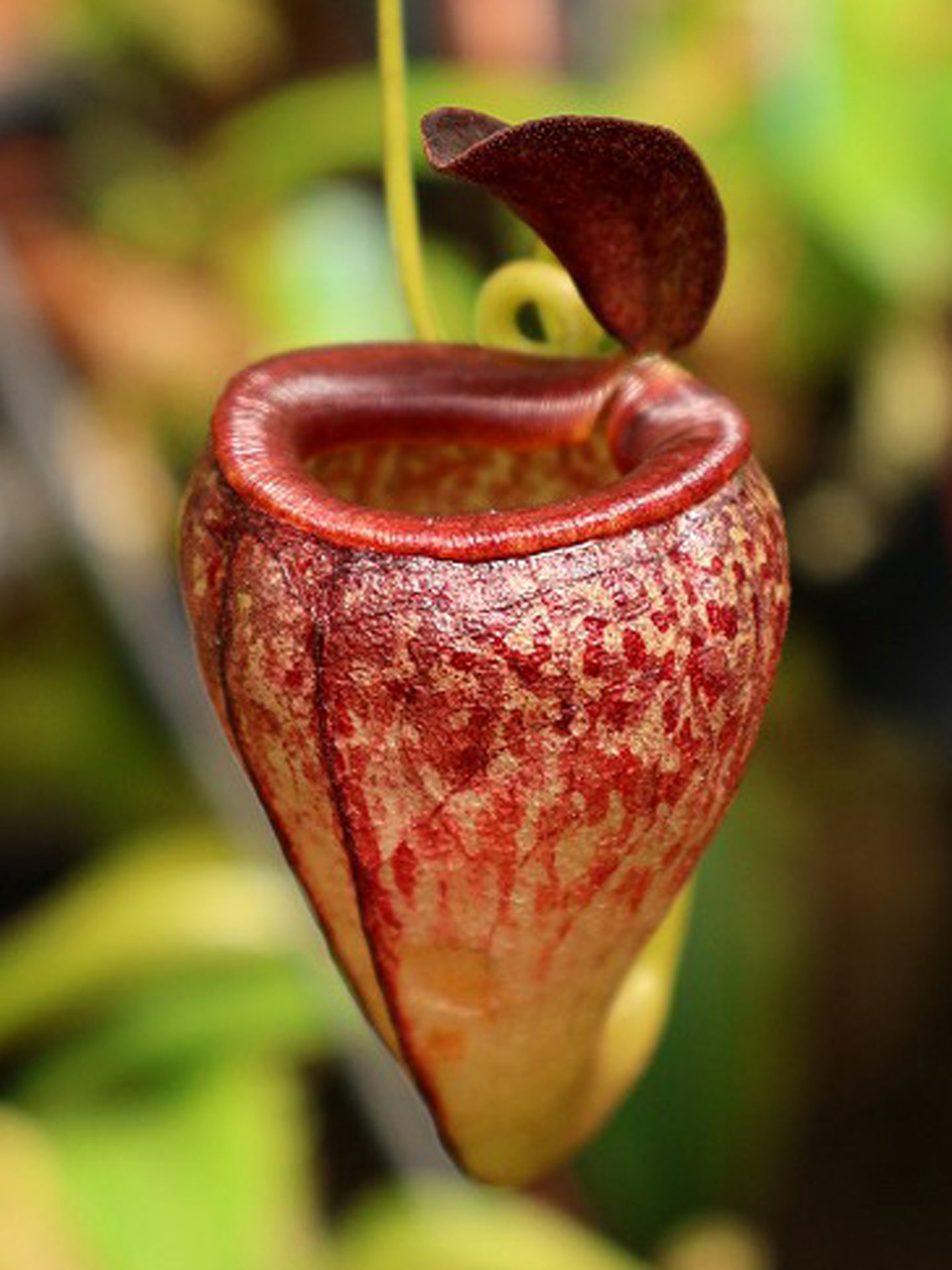 Nepenthes tenuis BE-4049