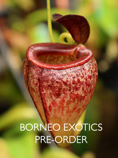 Nepenthes tenuis BE-4049