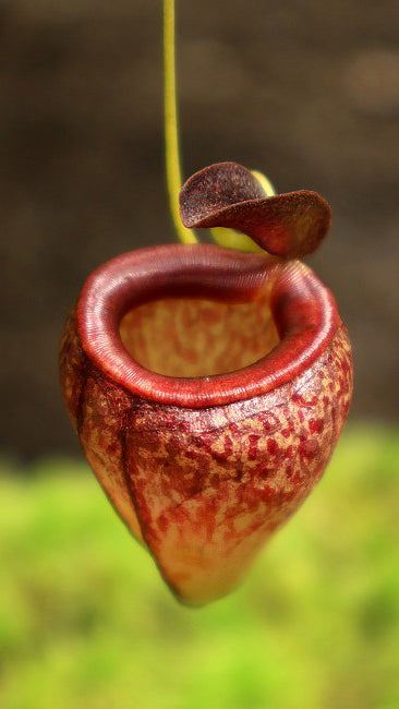Nepenthes tenuis BE-4049