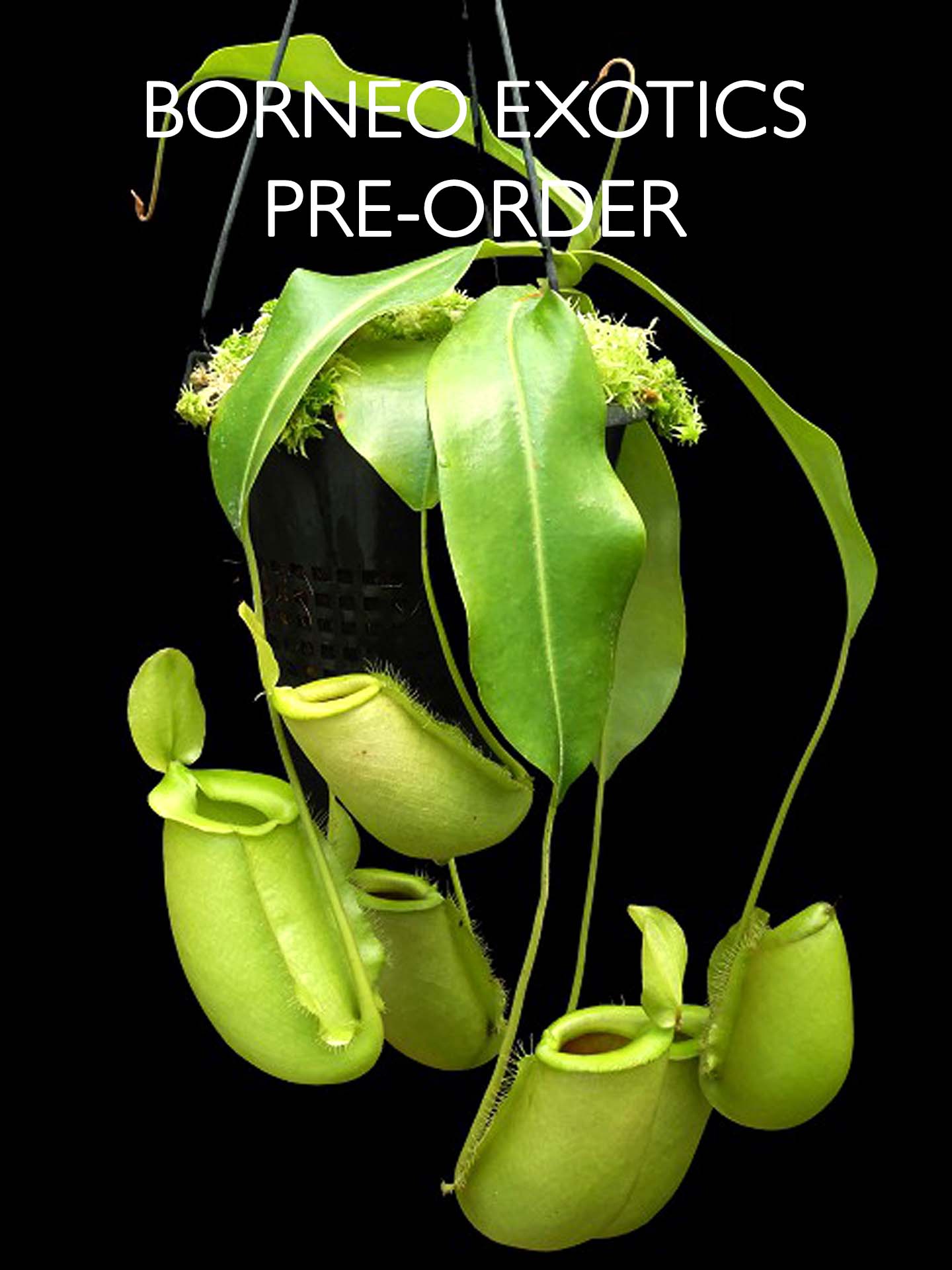 Nepenthes spathulata x ampullaria "Solid Green" BE-4050