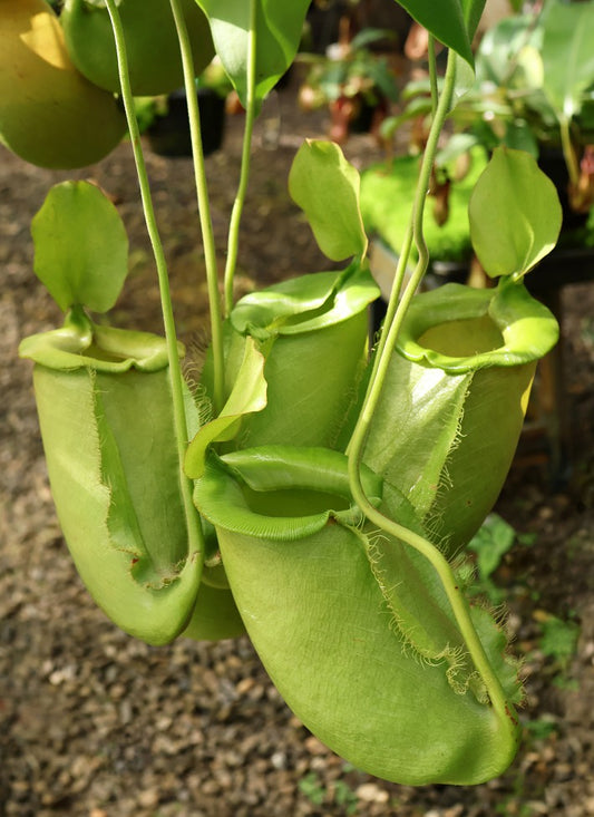 Nepenthes spathulata x ampullaria "Solid Green" BE-4050