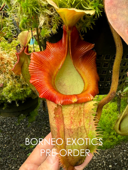 Nepenthes veitchii x (burbidgeae x edwardsiana)   BE-4053  Different Clones