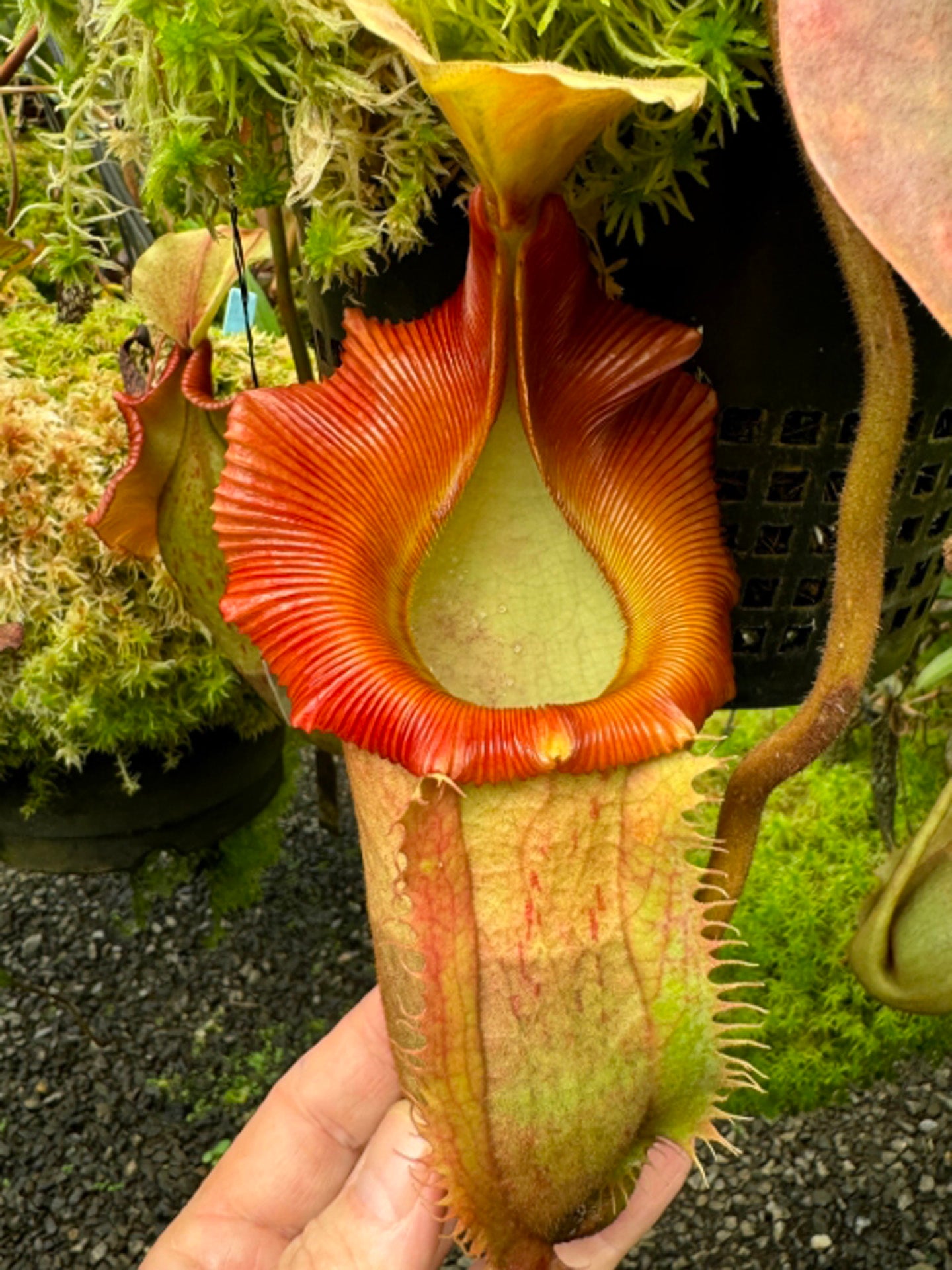 Nepenthes veitchii x (burbidgeae x edwardsiana)   BE-4053  Different Clones