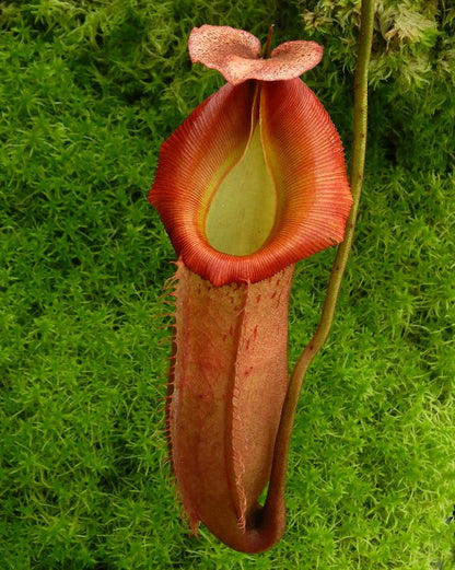 Nepenthes veitchii x (burbidgeae x edwardsiana)   BE-4053